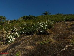 Canelas-de-ema brancas florindo o costão